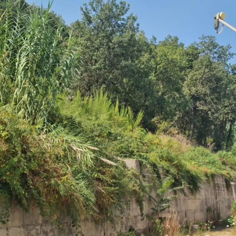 Rovi e sterpaglie a ridosso delle case popolari a Tropea, Piserà: «Rischi incendi, s’intervenga»