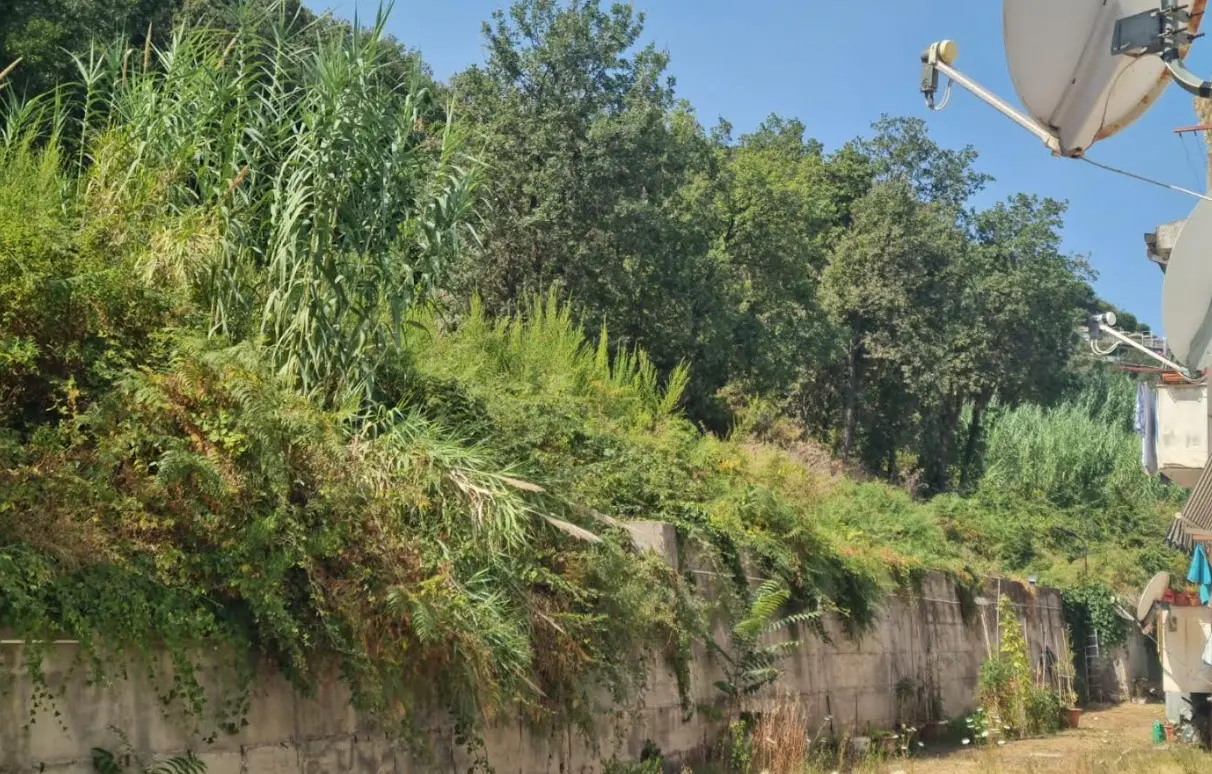 Rovi e sterpaglie a ridosso delle case popolari a Tropea, Piserà: «Rischi incendi, s’intervenga»