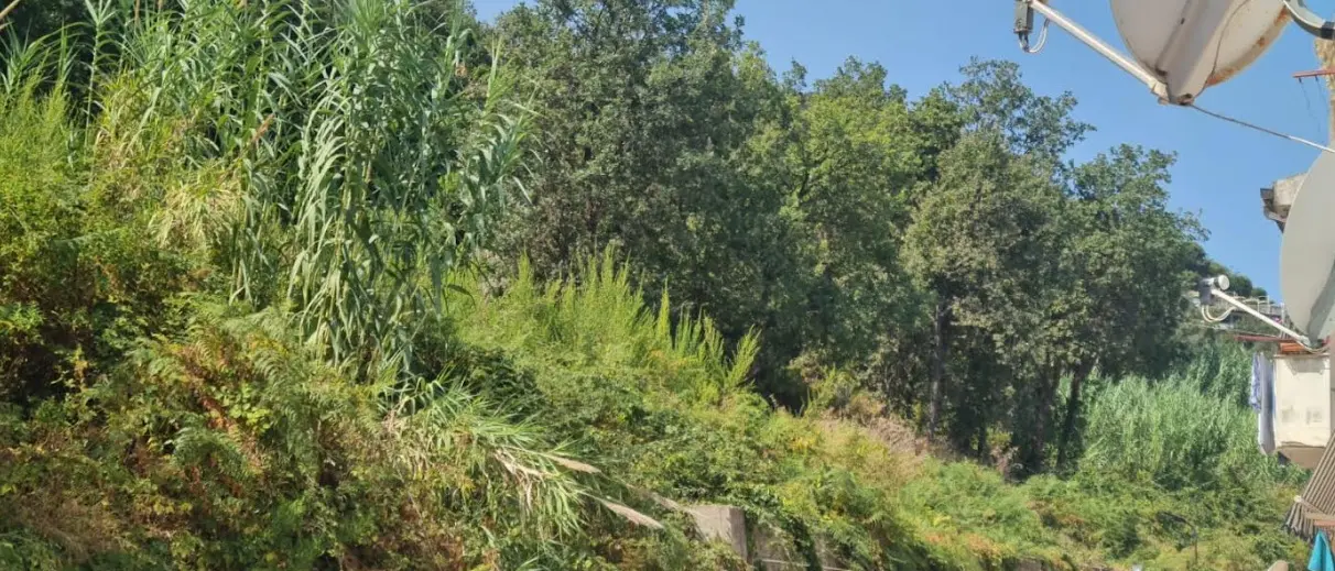 Rovi e sterpaglie a ridosso delle case popolari a Tropea, Piserà: «Rischi incendi, s’intervenga»