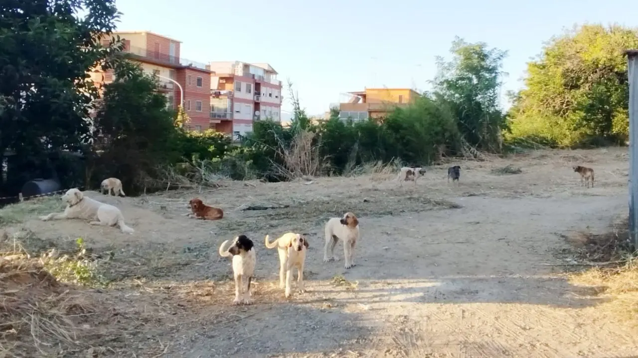 Vibo Marina, presenza stabile di randagi in via Longobardi: «Situazione fuori controllo»