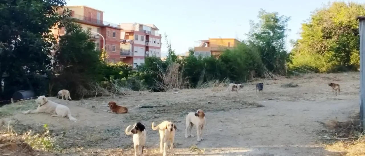 Vibo Marina, presenza stabile di randagi in via Longobardi: «Situazione fuori controllo»