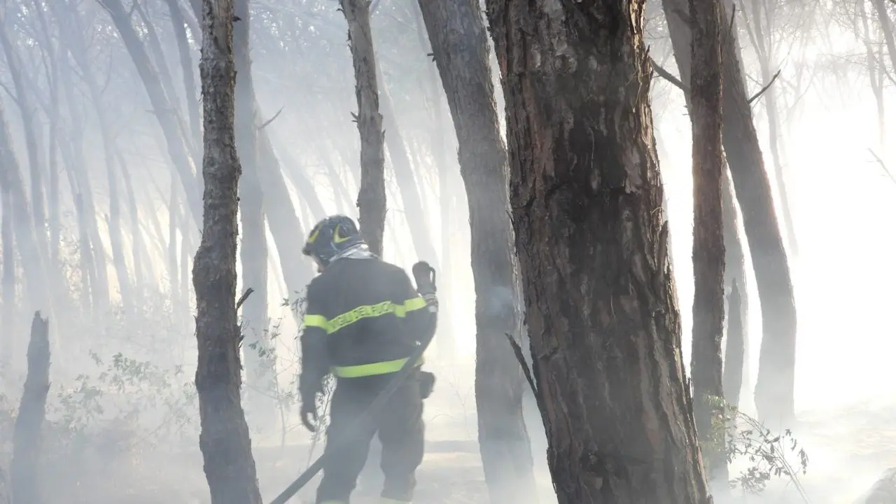 Incendio devasta la pineta di Nicotera Marina, D'Agostino: «Disastro annunciato, non si è fatto nulla per salvarla»