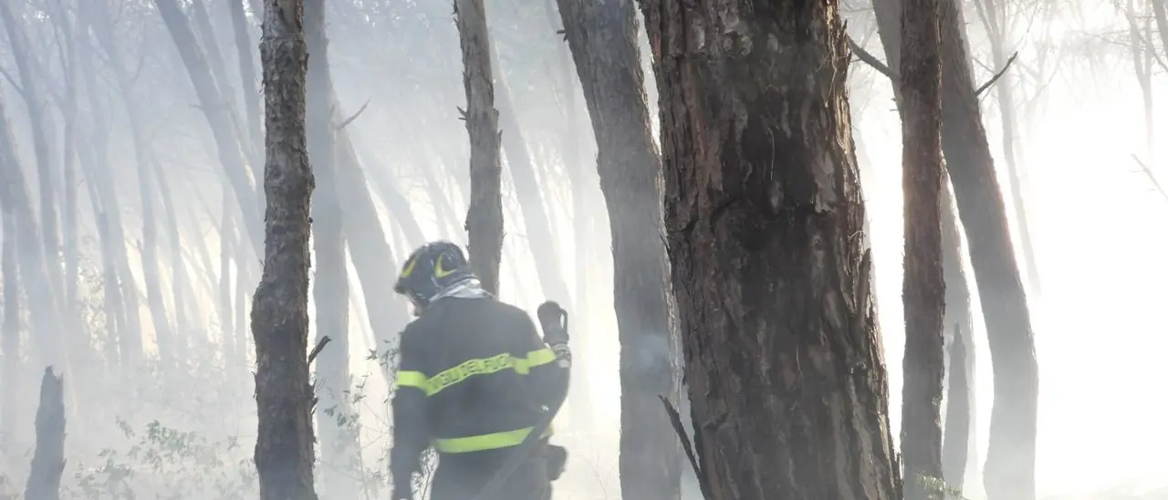 Incendio devasta la pineta di Nicotera Marina, D'Agostino: «Disastro annunciato, non si è fatto nulla per salvarla»