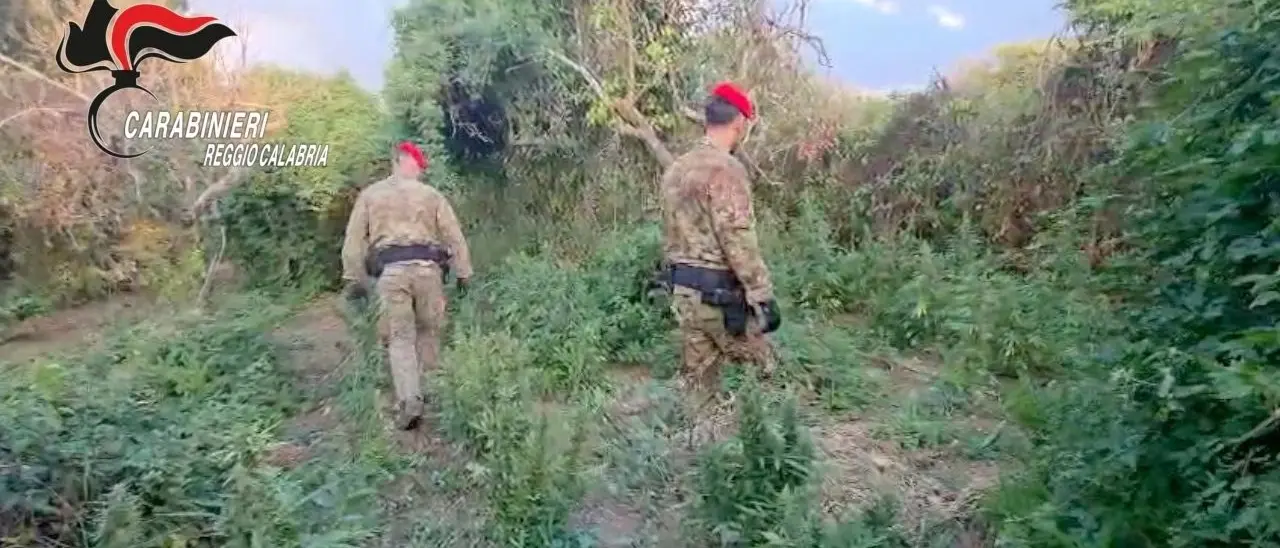 Piantagione di marijuana scoperta a Nicotera: arrestate due persone mentre erano intente a raccogliere le infiorescenze