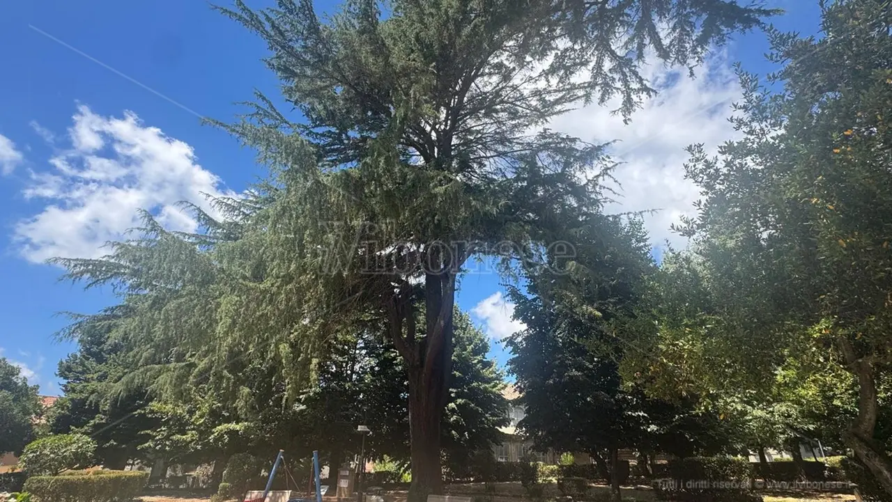 A Vibo Valentia censiti sei alberi monumentali: «Patrimonio arboreo di notevole valore storico, paesaggistico e ambientale»