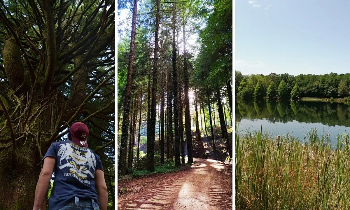 Non solo mare, dal bosco Archiforo alla Riserva Cropani-Micone: viaggio tra i sentieri naturalistici più suggestivi del Vibonese