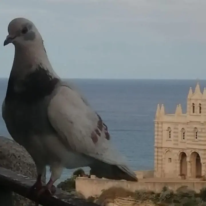 Tropea e le sue “lacune”: una storia architettonica dimenticata e un tesoro per l'ambiente in via di estinzione