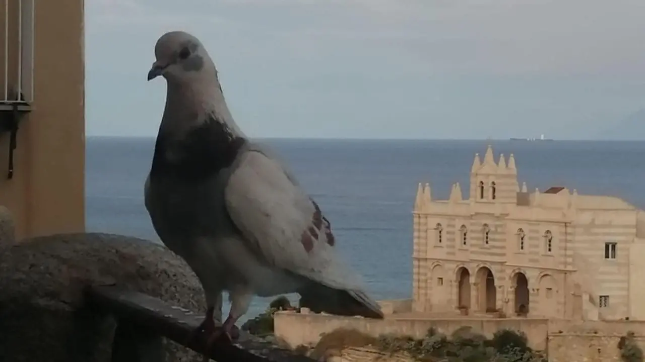 Tropea e le sue “lacune”: una storia architettonica dimenticata e un tesoro per l'ambiente in via di estinzione