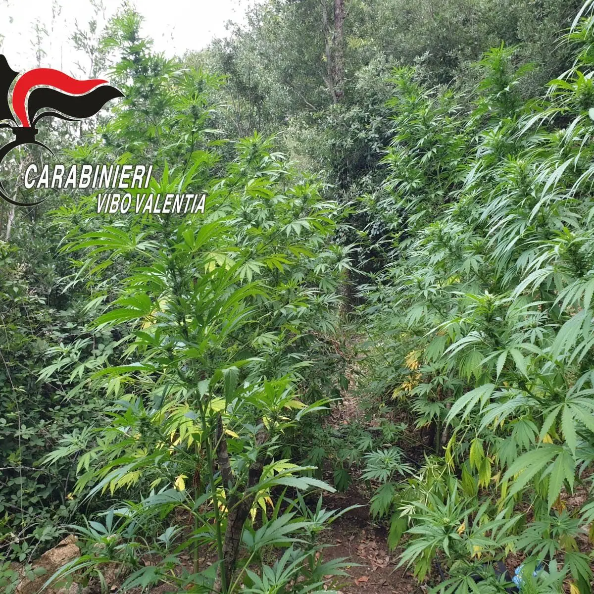 Fabrizia, sequestrate e distrutte 150 piante di canapa indiana nel bosco
