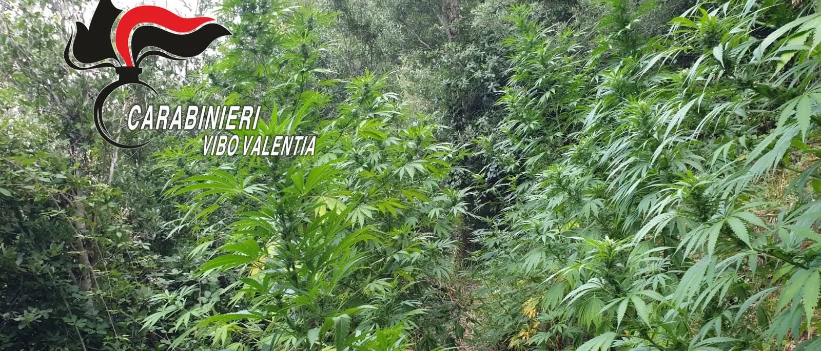 Fabrizia, sequestrate e distrutte 150 piante di canapa indiana nel bosco
