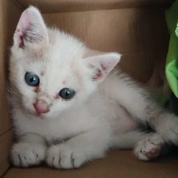 Mileto, storia a lieto fine per una gattina di pochi giorni rimasta incastrata tra le lamiere di una pedana del Museo nazionale