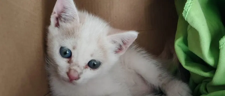 Mileto, storia a lieto fine per una gattina di pochi giorni rimasta incastrata tra le lamiere di una pedana del Museo nazionale