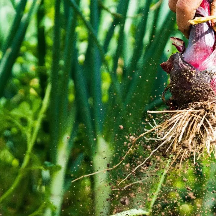Coltivazioni di cipolla rossa e inquinamento, Laria (Consorzio di tutela) rassicura: «Il nostro prodotto controllato e conforme»
