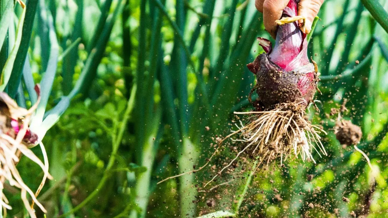 Coltivazioni di cipolla rossa e inquinamento, Laria (Consorzio di tutela) rassicura: «Il nostro prodotto controllato e conforme»