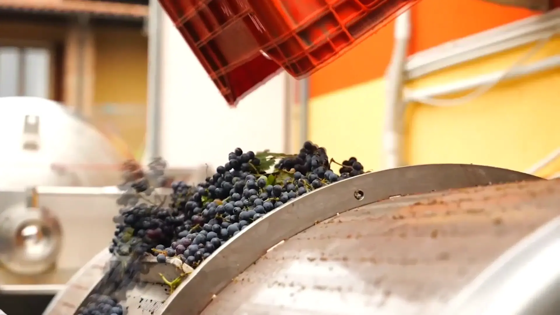 Vendemmia in Calabria, segno più per il 2025