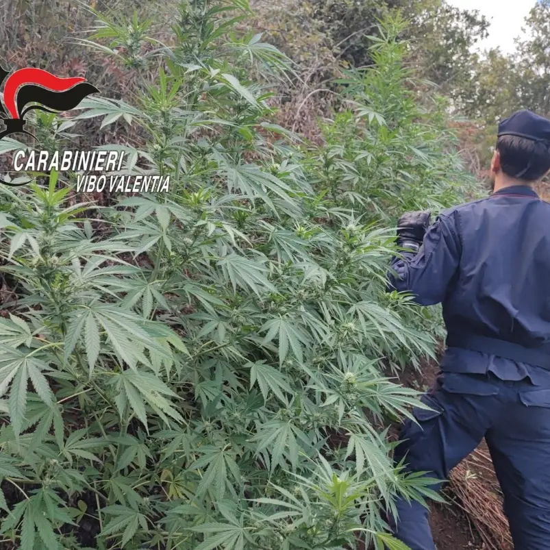 Oltre 1600 piante di cannabis scoperte in un bosco a San Pietro di Caridà al confine con la provincia di Vibo\n