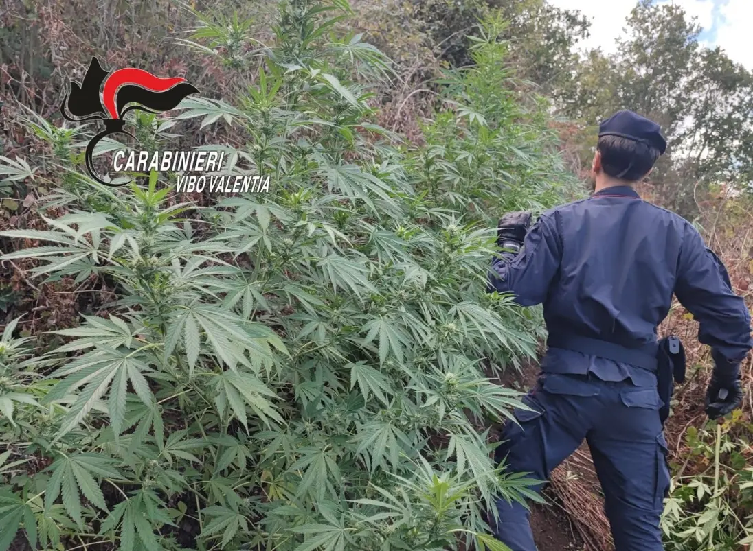 Oltre 1600 piante di cannabis scoperte in un bosco a San Pietro di Caridà al confine con la provincia di Vibo\n