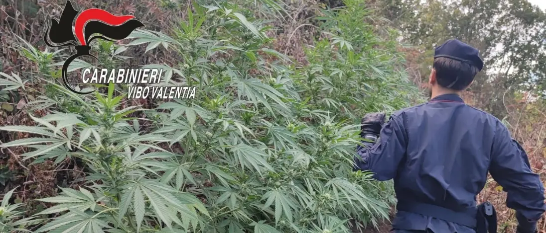 Oltre 1600 piante di cannabis scoperte in un bosco a San Pietro di Caridà al confine con la provincia di Vibo\n