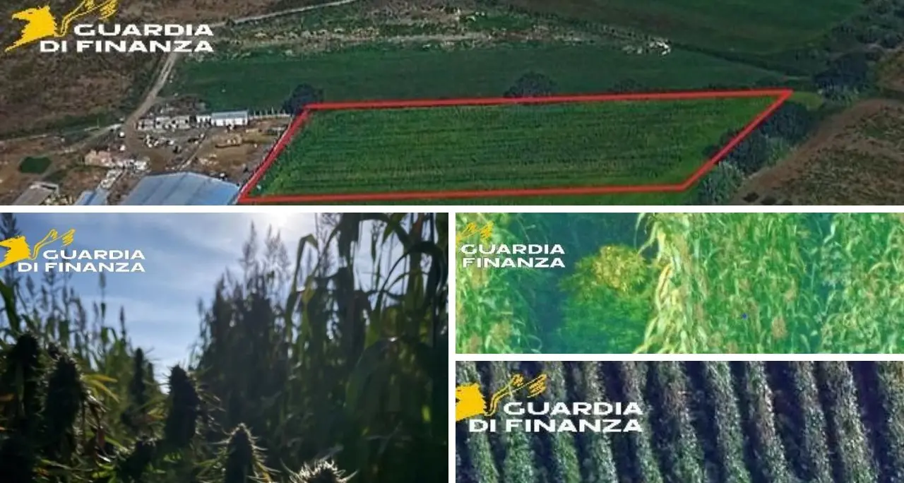 Isola Capo Rizzuto, scoperta una maxi piantagione di marijuana: avrebbe fruttato ricavi per oltre 3 milioni di euro\n