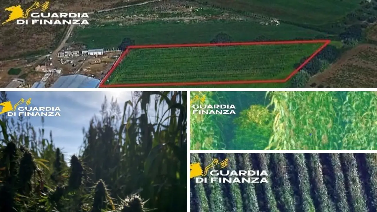 Isola Capo Rizzuto, scoperta una maxi piantagione di marijuana: avrebbe fruttato ricavi per oltre 3 milioni di euro\n