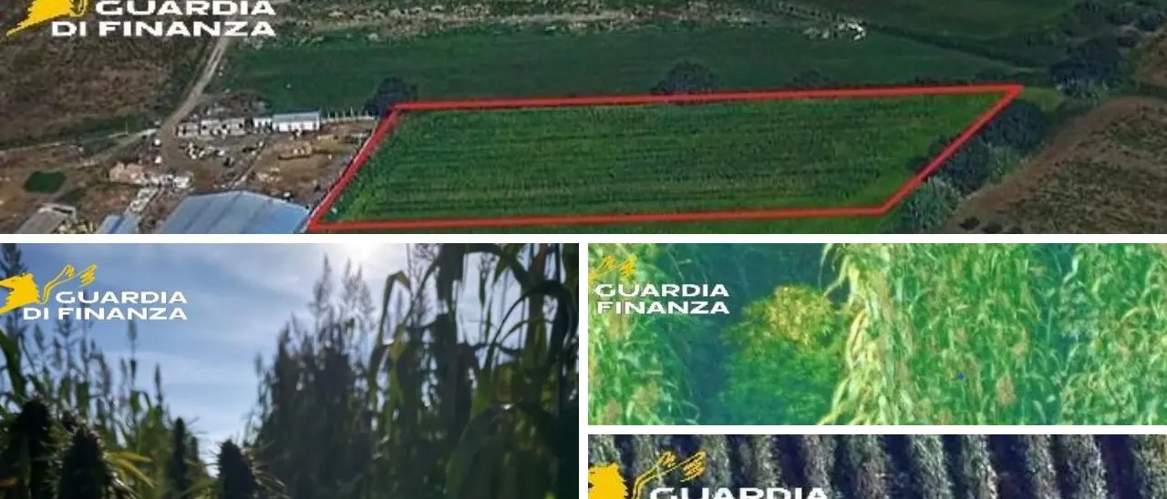 Isola Capo Rizzuto, scoperta una maxi piantagione di marijuana: avrebbe fruttato ricavi per oltre 3 milioni di euro\n