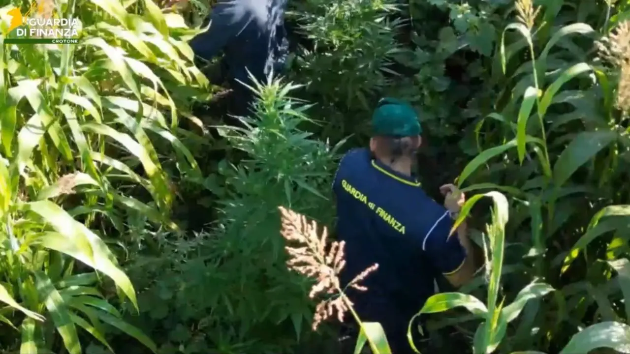 Maxi piantagione di marijuana scoperta a Isola Capo Rizzuto