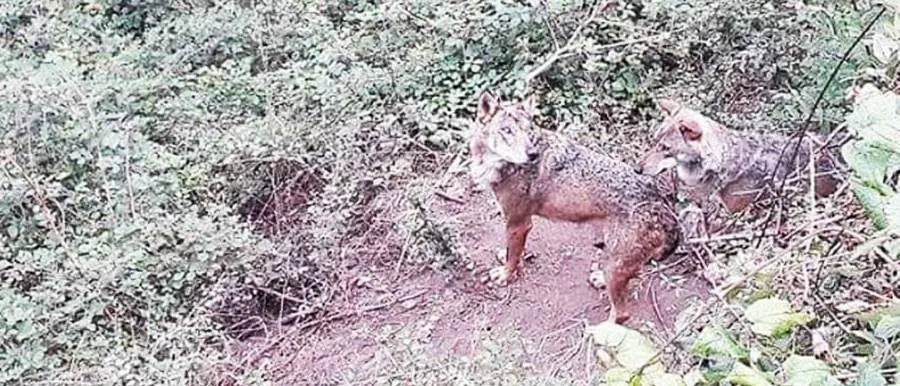 Fiumefreddo Bruzio, lupi attaccano un branco di pecore e ne uccidono quattro