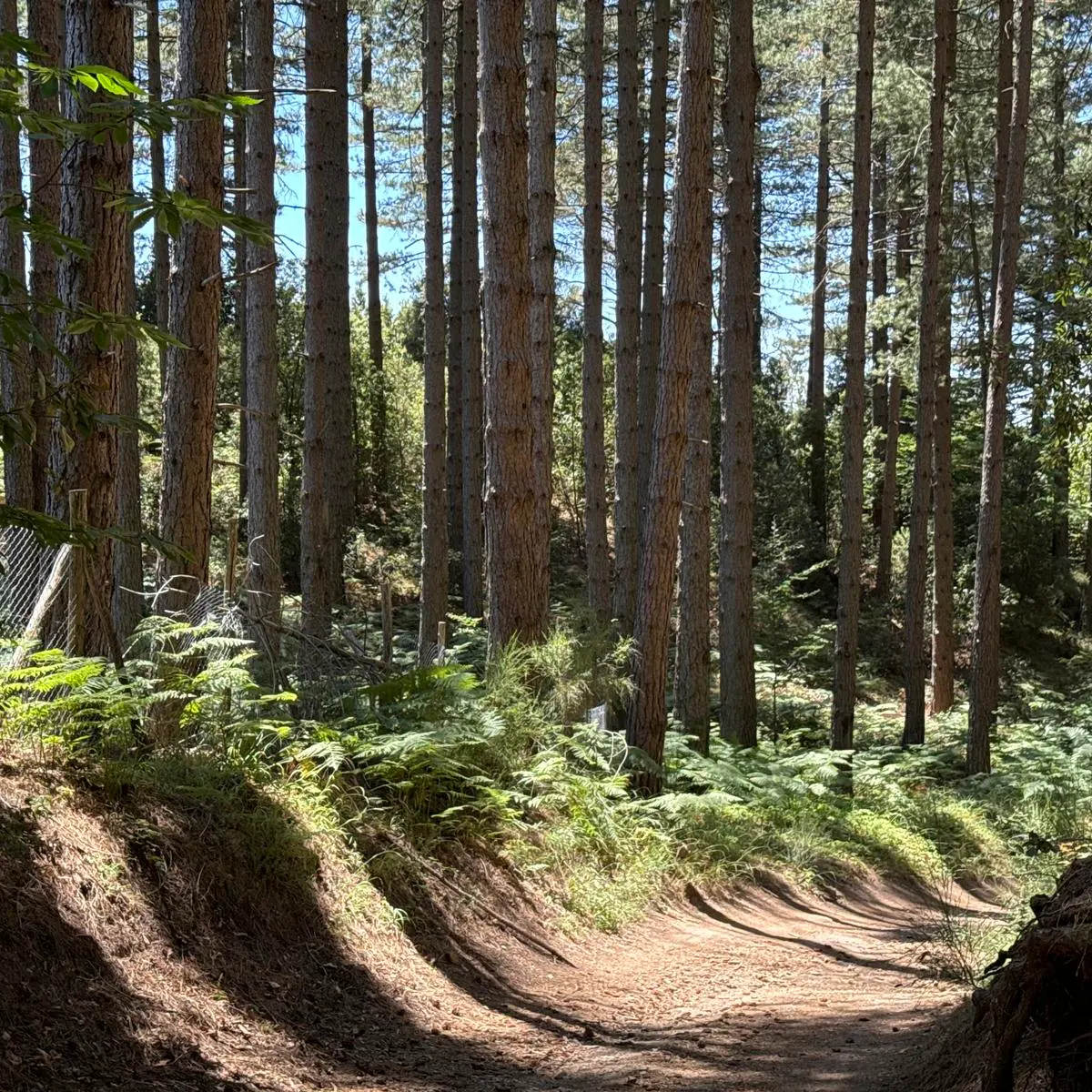 Nardodipace, il Comune crea una «mini azienda forestale» per il taglio dei propri lotti boschivi: assunti 4 operai\n