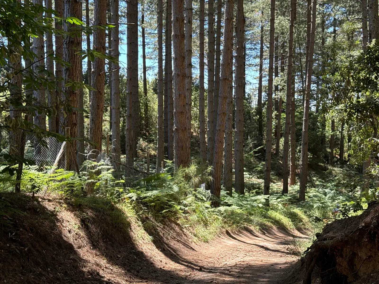 Nardodipace, il Comune crea una «mini azienda forestale» per il taglio dei propri lotti boschivi: assunti 4 operai\n