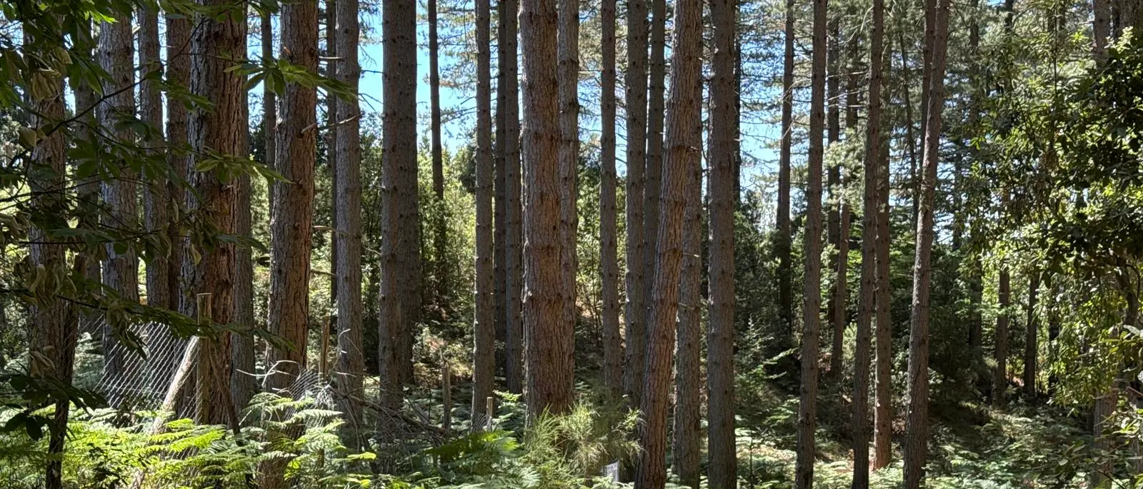 Nardodipace, il Comune crea una «mini azienda forestale» per il taglio dei propri lotti boschivi: assunti 4 operai\n