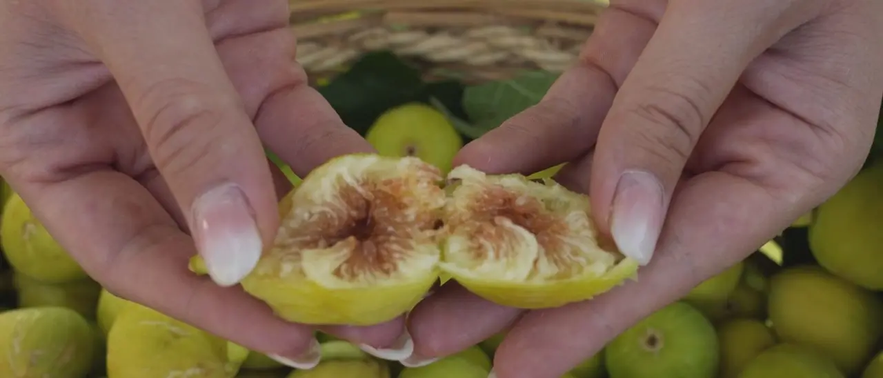 Cosenza celebra il fico dottato. Produzione più che raddoppiata grazie al binomio tradizione-innovazione\n