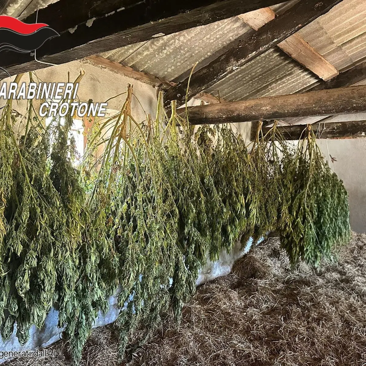 Isola Capo Rizzuto, scoperta coltivazione con 650 piante di marijuana: arrestato un 36enne\u00A0\n