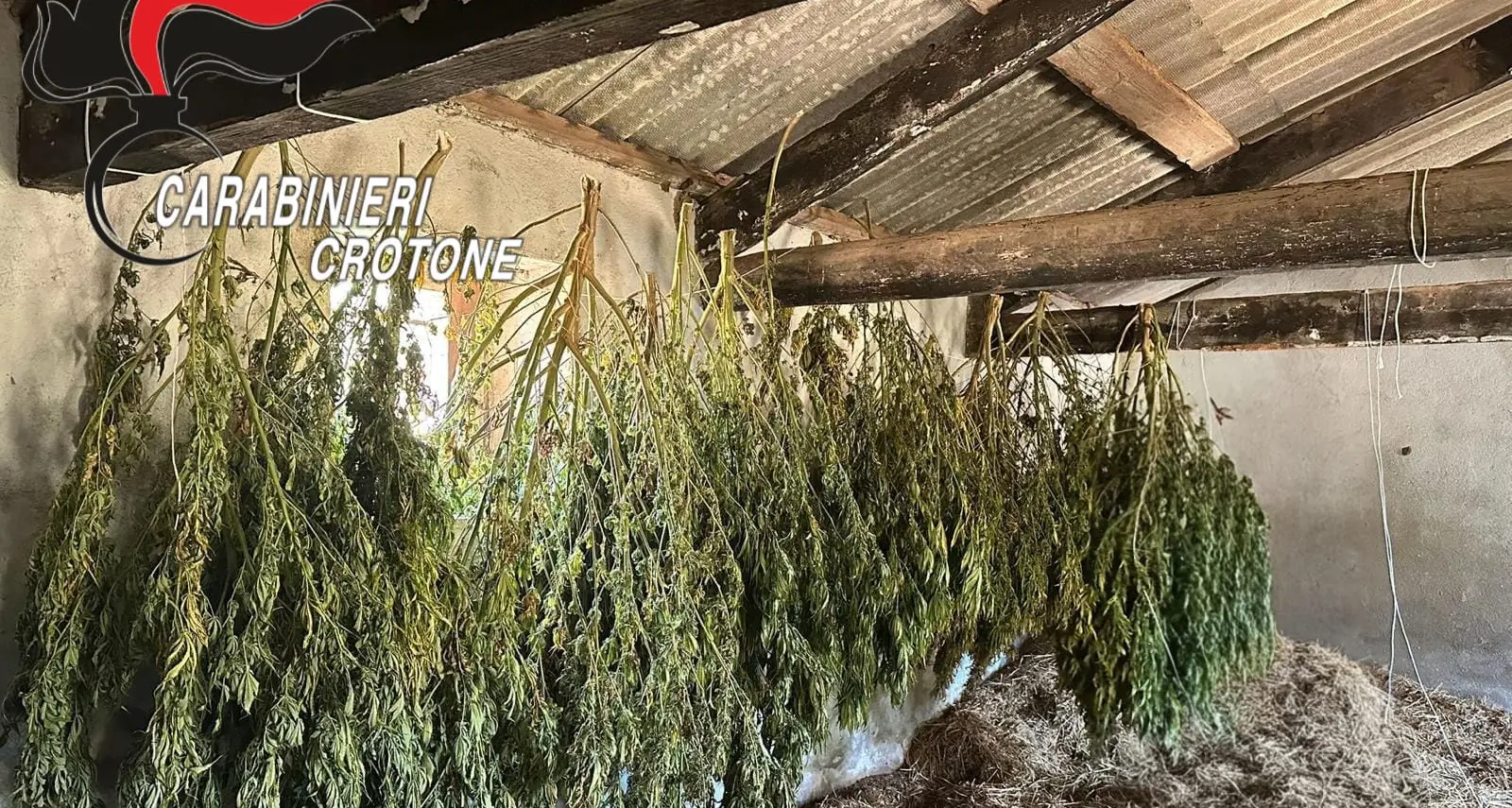 Isola Capo Rizzuto, scoperta coltivazione con 650 piante di marijuana: arrestato un 36enne\u00A0\n