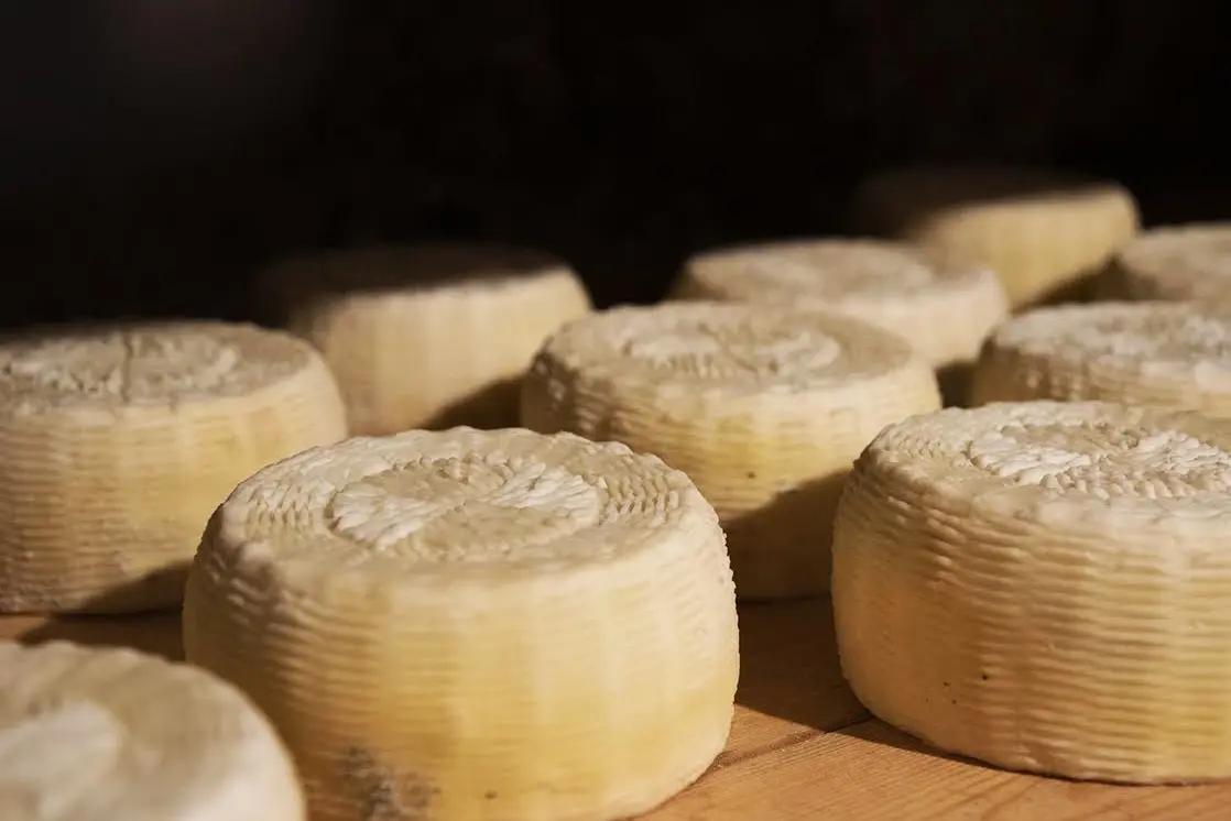 I formaggi calabresi approdano a Cheese, la fiera internazionale dedicata all’arte casearia ospitata in Piemonte\n