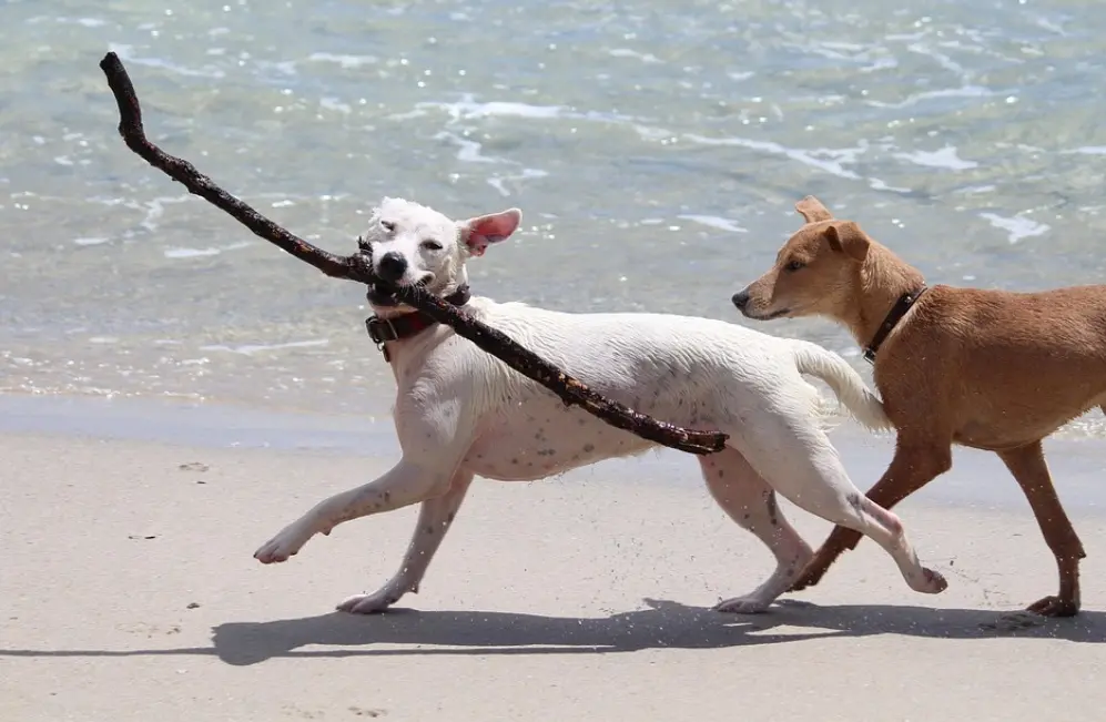 Cani in spiaggia a Vibo, ora si può: dopo l’intervento dell’Oipa il Comune\u00A0modifica l’ordinanza di divieto\n