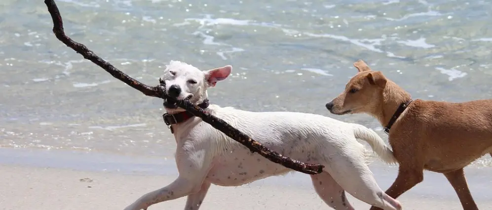 Cani in spiaggia a Vibo, ora si può: dopo l’intervento dell’Oipa il Comune\u00A0modifica l’ordinanza di divieto\n