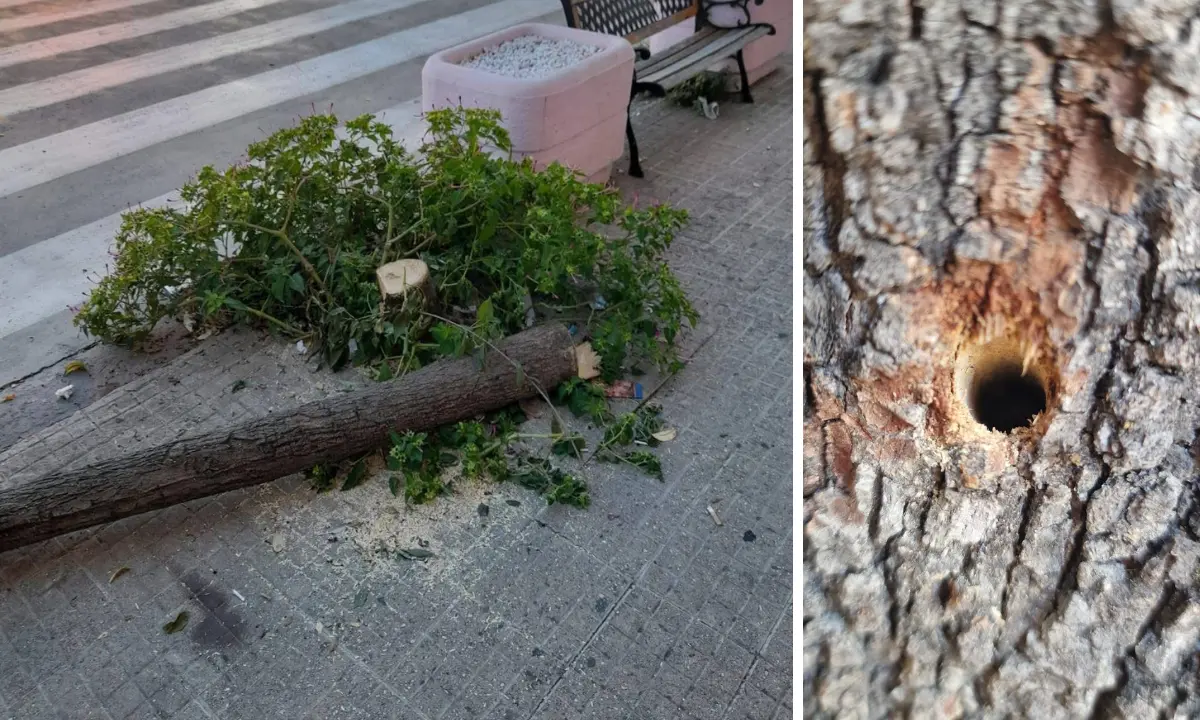 Cosenza, deturpato il patrimonio arboreo della città\n