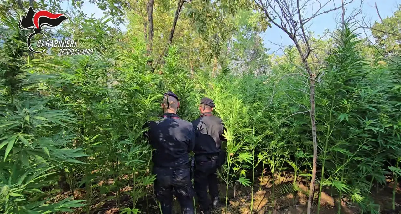 Roccella Jonica, scoperta una coltivazione con 162 piante di marijuana: due arresti