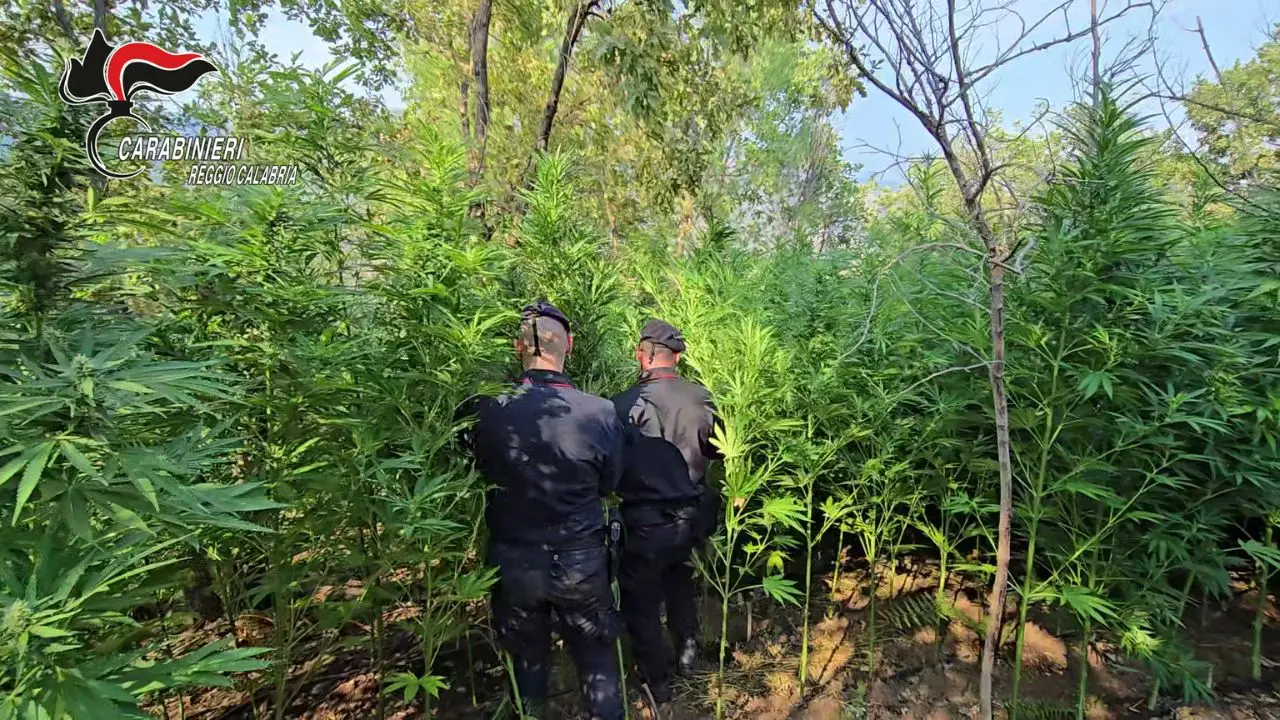 Roccella Jonica, scoperta una coltivazione con 162 piante di marijuana: due arresti