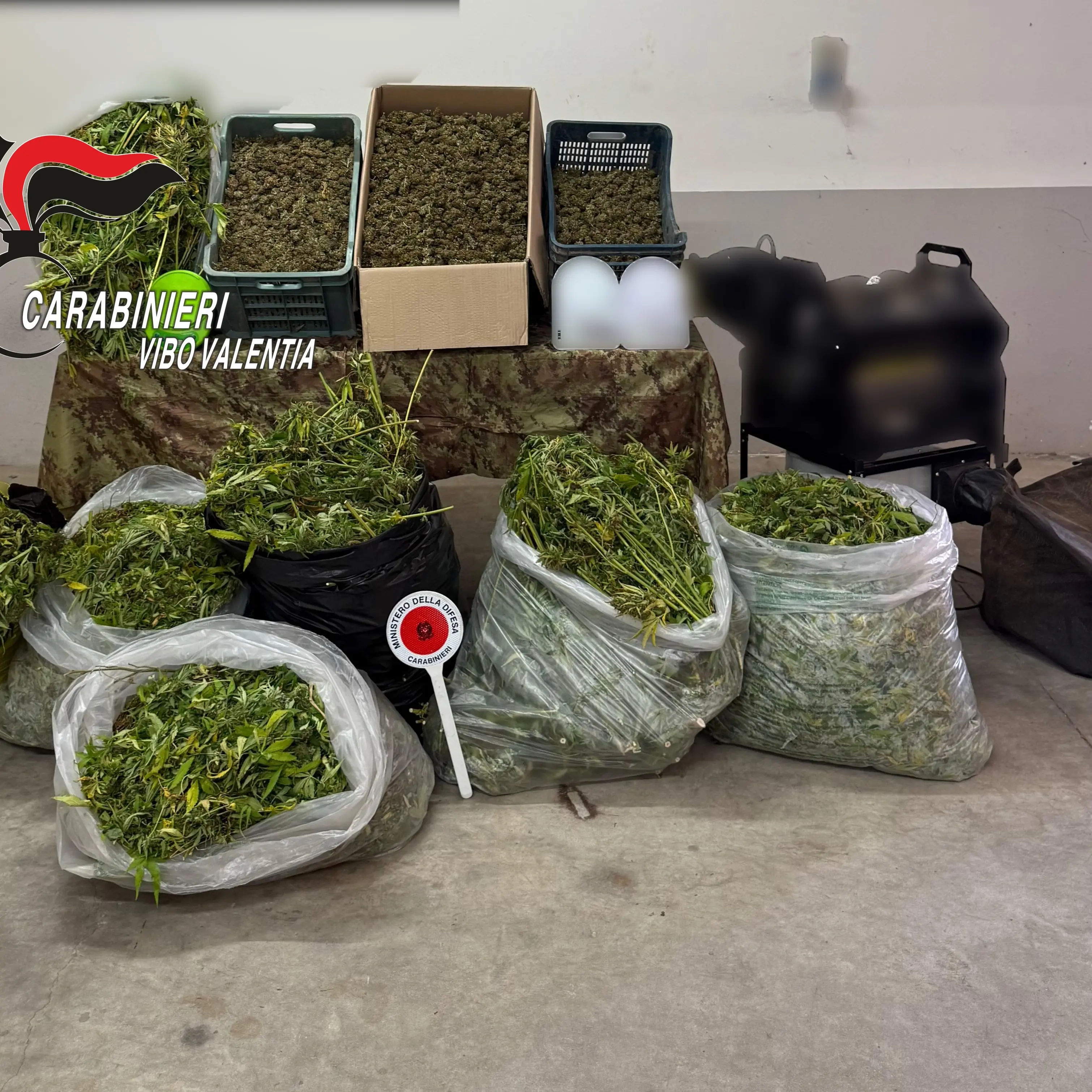 Mileto, laboratorio per la produzione della cannabis scoperto in una zona impervia: sequestrati 120 kg di marijuana\n