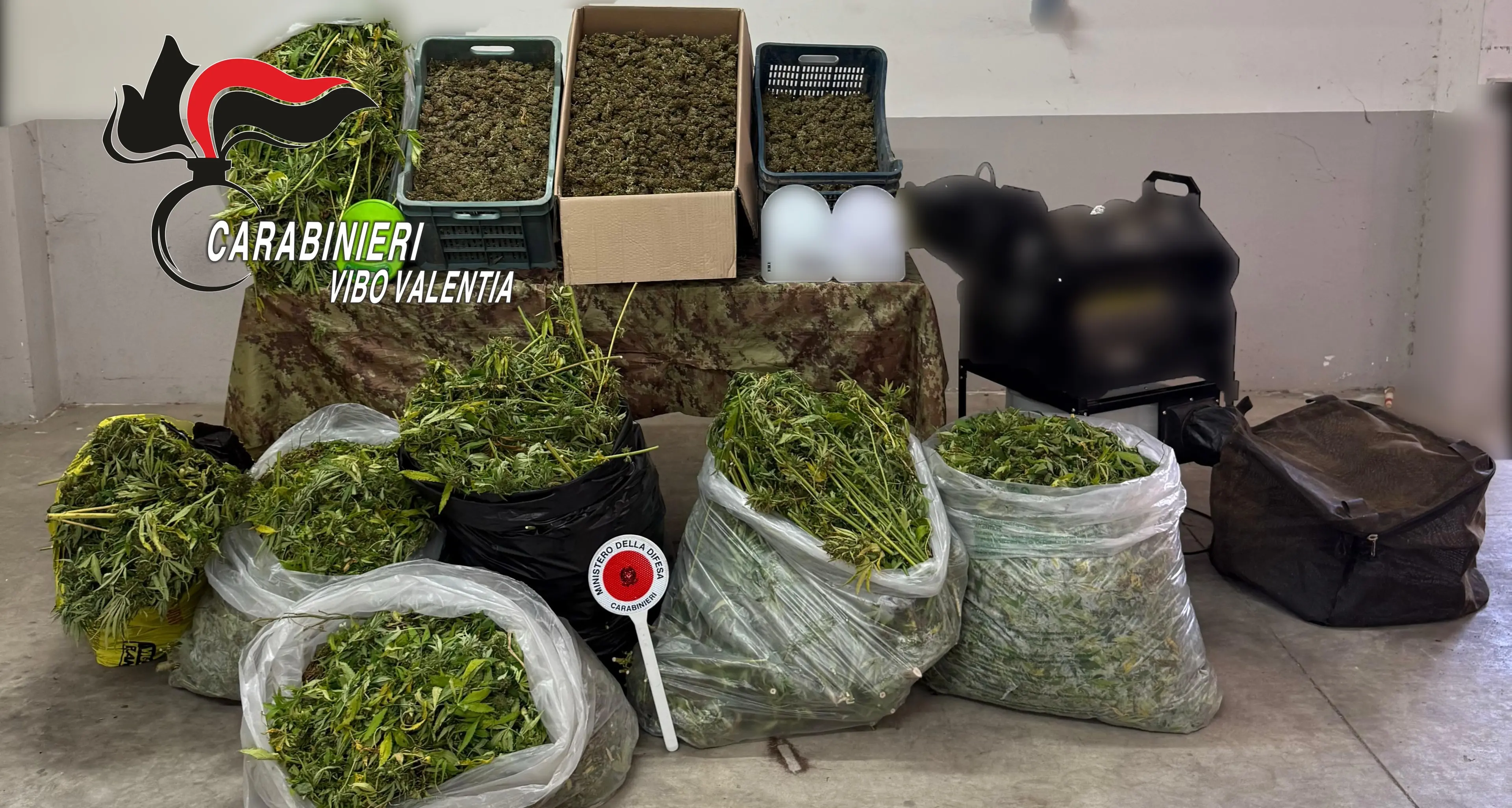 Mileto, laboratorio per la produzione della cannabis scoperto in una zona impervia: sequestrati 120 kg di marijuana\n