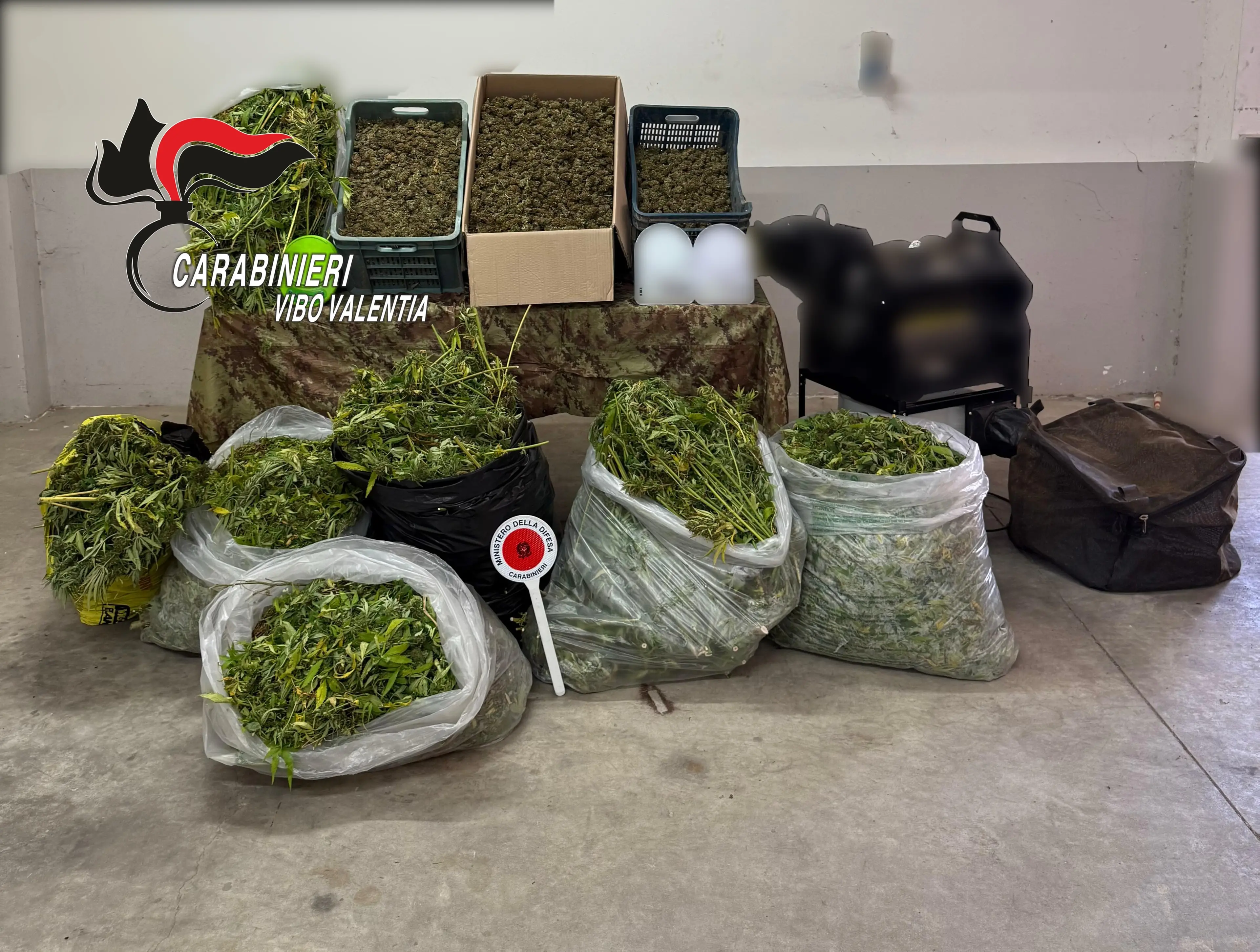 Mileto, laboratorio per la produzione della cannabis scoperto in una zona impervia: sequestrati 120 kg di marijuana\n