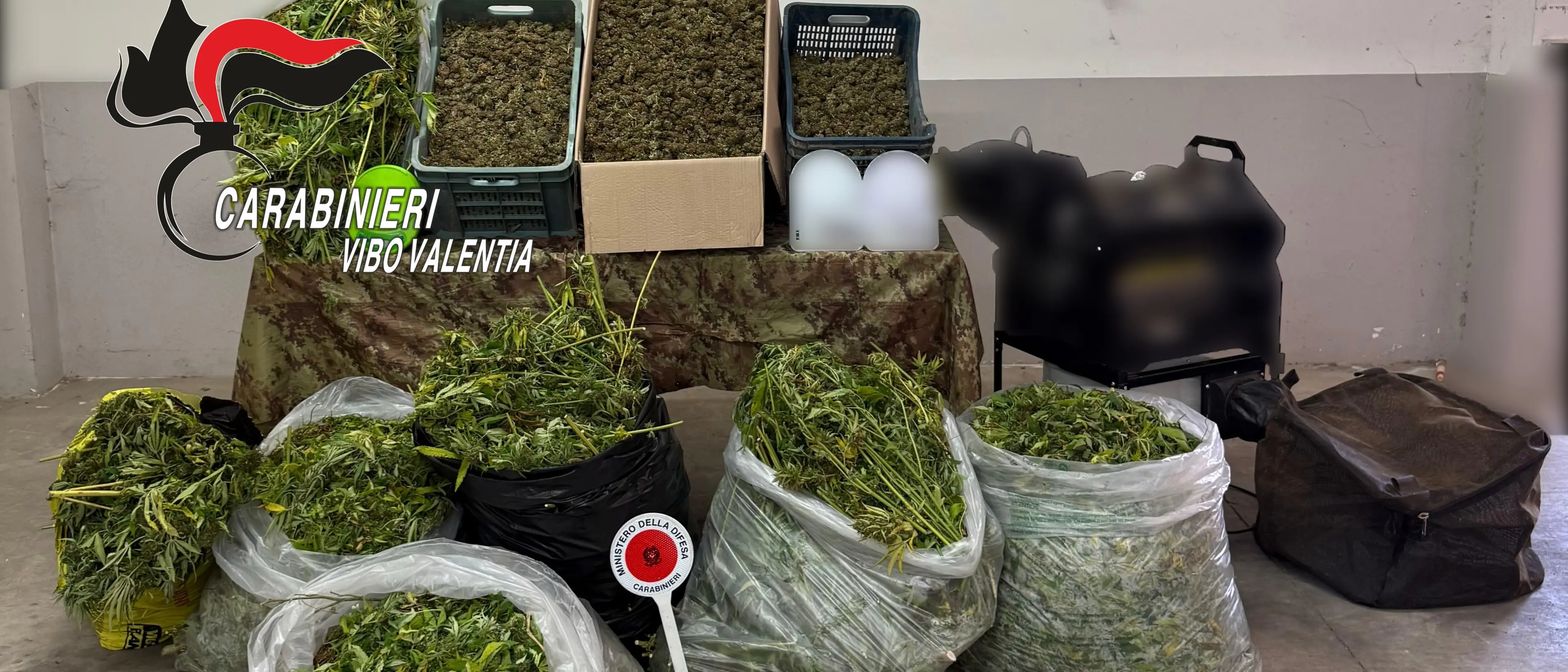 Mileto, laboratorio per la produzione della cannabis scoperto in una zona impervia: sequestrati 120 kg di marijuana\n