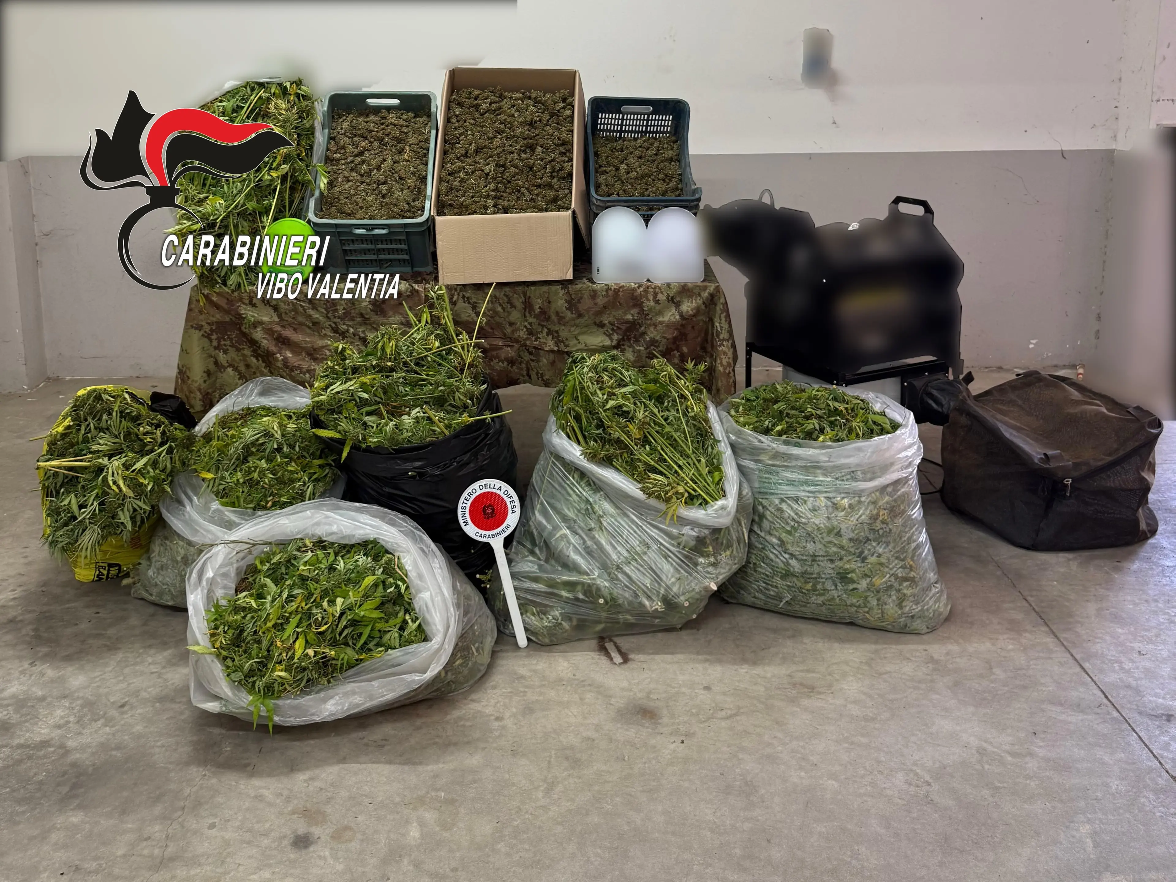 Mileto, laboratorio per la produzione della cannabis scoperto in una zona impervia: sequestrati 120 kg di marijuana