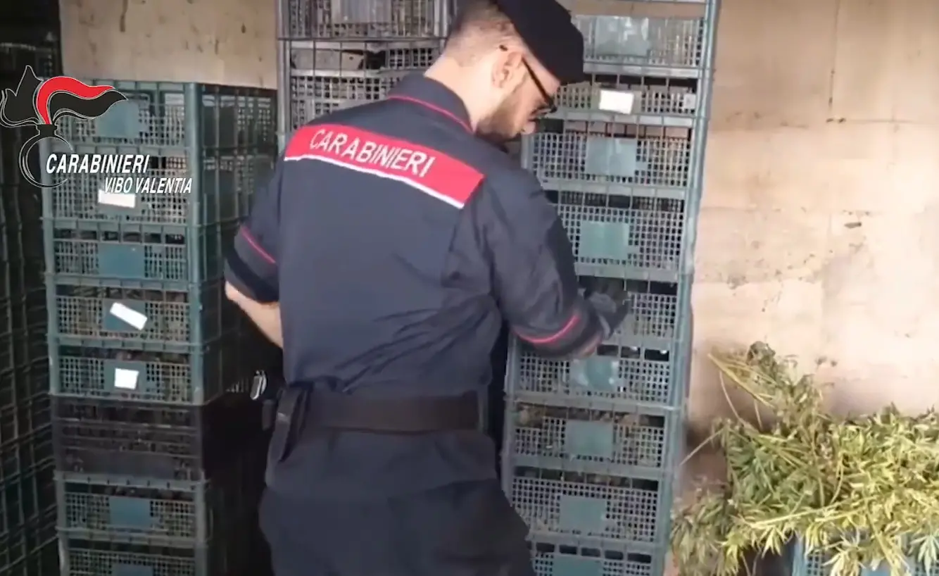 Mileto, smantellato laboratorio della droga