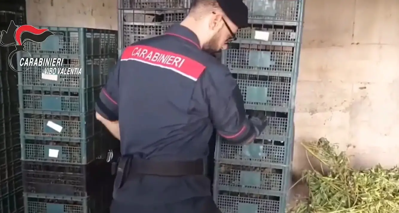 Mileto, smantellato laboratorio della droga: due arresti