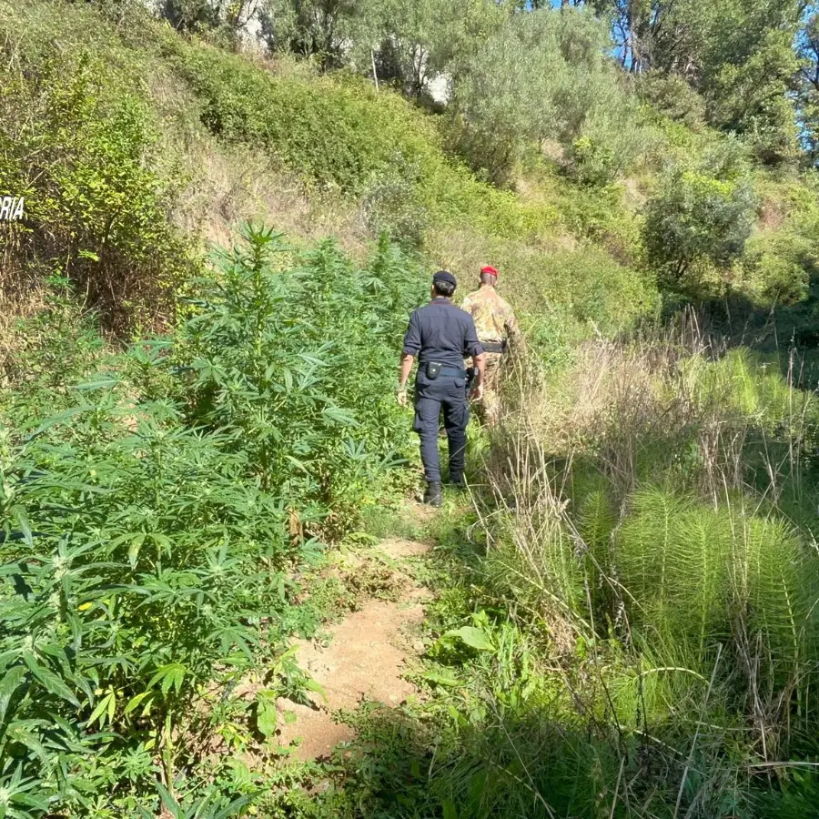 Scoperte e distrutte 400 piante di marijuana nel Reggino, avrebbero fruttato oltre 200mila euro: tre denunce