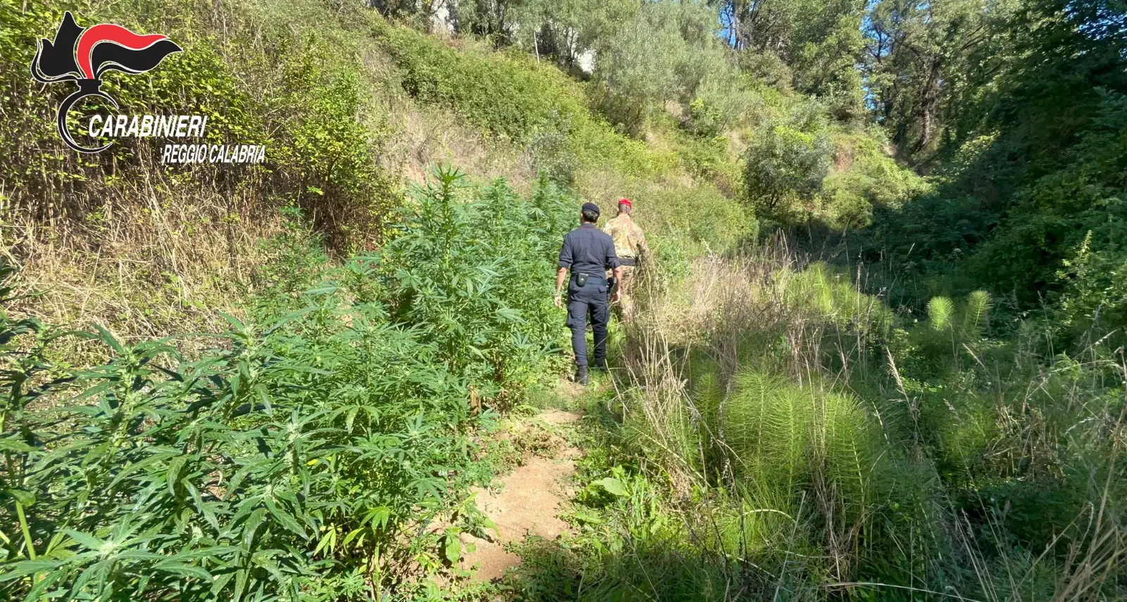 Scoperte e distrutte 400 piante di marijuana nel Reggino, avrebbero fruttato oltre 200mila euro: tre denunce\n