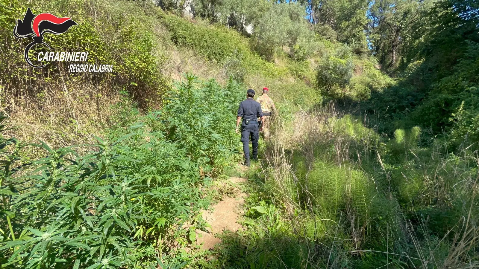 Scoperte e distrutte 400 piante di marijuana nel Reggino, avrebbero fruttato oltre 200mila euro: tre denunce\n