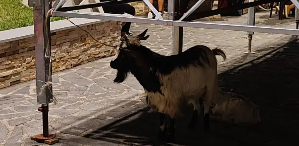 Capretta come premio della riffa a\u00A0Mileto, l’Oipa denuncia: «Belante e spaventata sul palco, stop alle\u00A0feste con animali vivi»\n